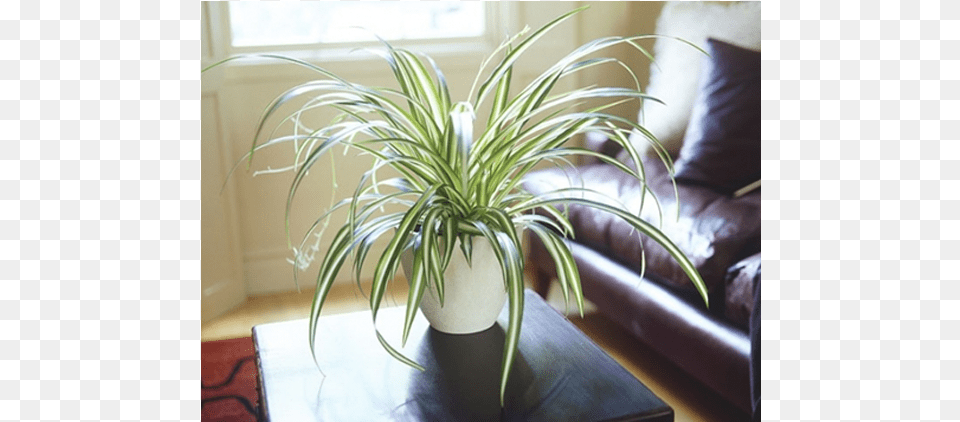 Indoor Plants Indoor Spider Plant, Potted Plant, Jar, Planter, Pottery Free Transparent Png