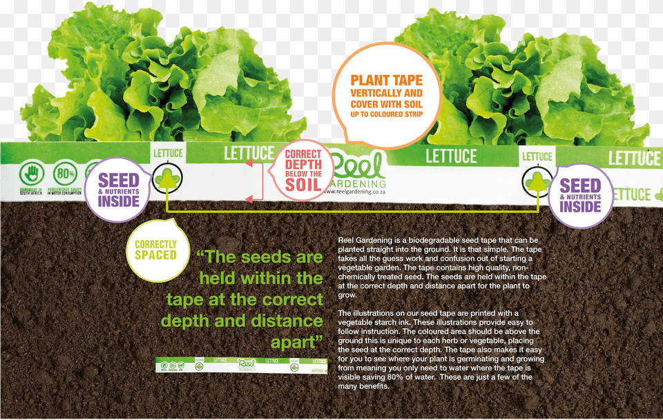 Indoor Plants Top View Cruciferous Vegetables, Food, Lettuce, Plant, Produce Free Transparent Png