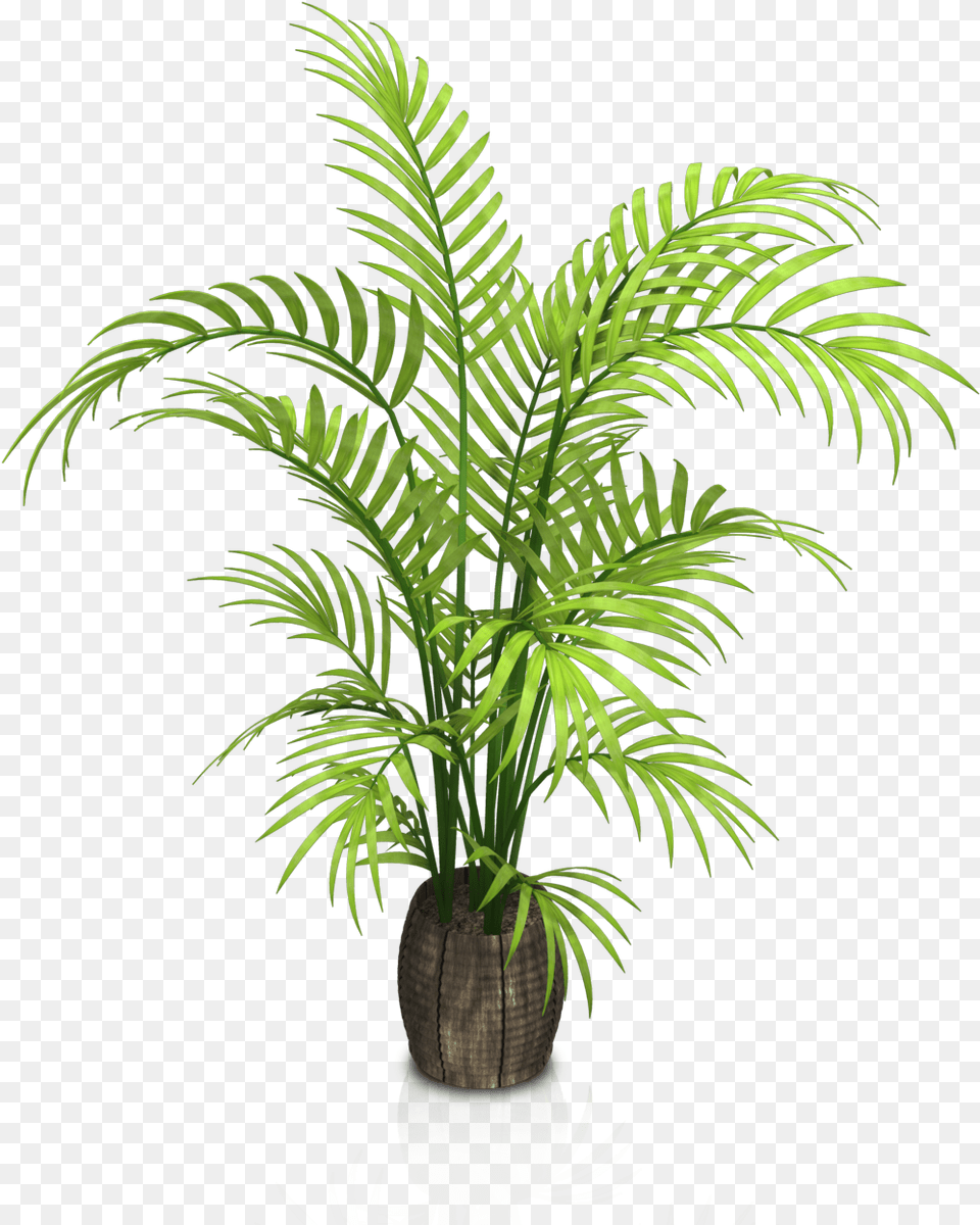 Indoor Potted Plants Download Transparent Background Potted Plants, Leaf, Palm Tree, Plant, Tree Png