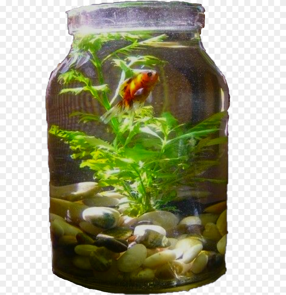 Indoor Water Garden In A Jar Make Your Aquarium Look More Natural, Animal, Sea Life, Fish, Food Png