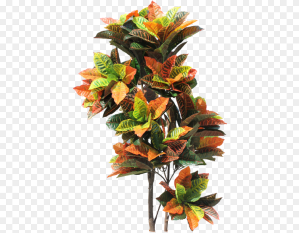 Indoorplant Plant Tropical Jungle Nature Croton Tree Tropical Tree Transparent, Leaf, Potted Plant, Vegetation, Flower Png