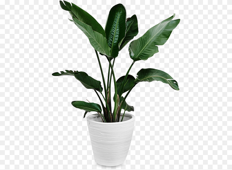 Indoors Tropical Plant Plants Cut Out, Leaf, Potted Plant, Flower, Jar Free Png