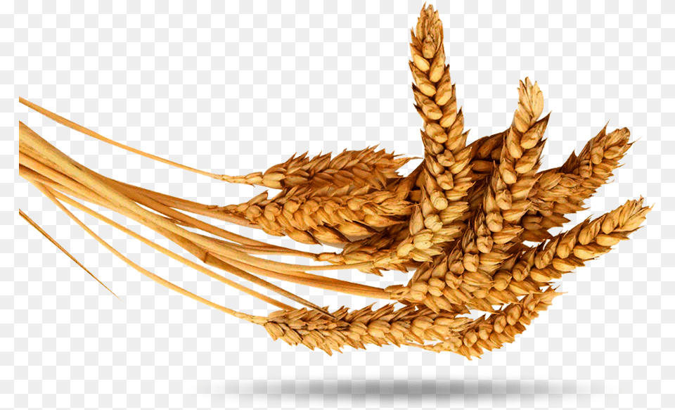 Industria Molinera De Trigo Of New York, Food, Grain, Produce, Wheat Free Png