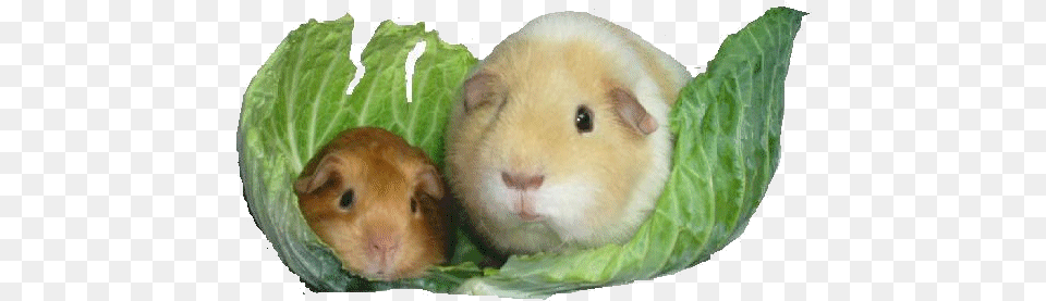 Industrial Worker Newspaper Guinea Pig Humor Gifs Icon Twenty Niner Gloves, Animal, Mammal, Rat, Rodent Free Transparent Png