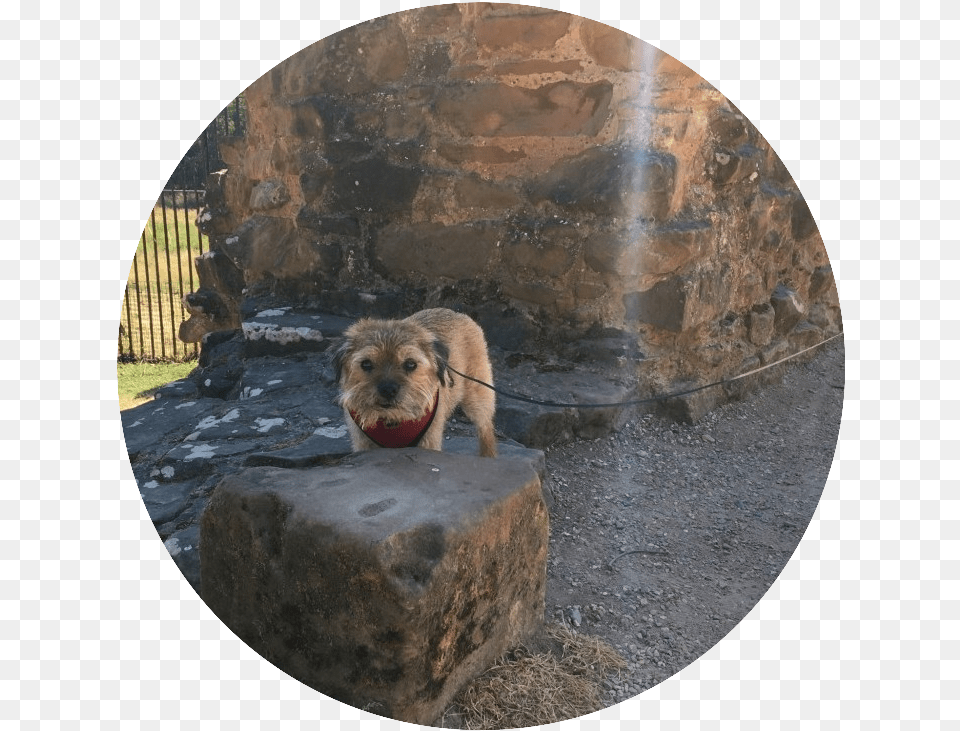 Indy Admiring The Ruins Of Kenilworth Castel In Warwickshire Dog Catches Something, Animal, Slate, Rock, Puppy Png