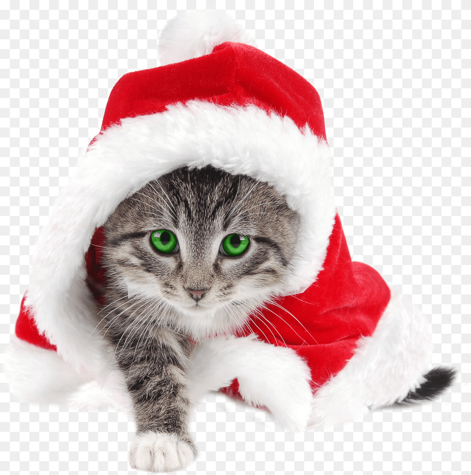 Ineed Files Collection Merry Cat Santa Hat, Animal, Mammal, Kitten, Pet Free Transparent Png