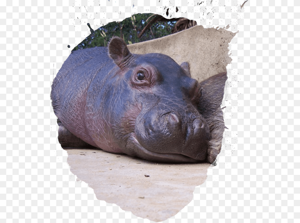 Infant Download Hippopotamus, Animal, Mammal, Pig, Wildlife Free Png