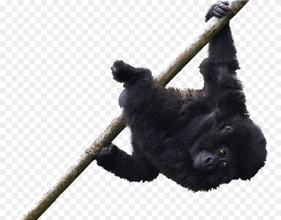 Infant Mountain Gorilla Temberurwanda Of The Muhoza Siamang, Animal, Ape, Mammal, Wildlife Png Image