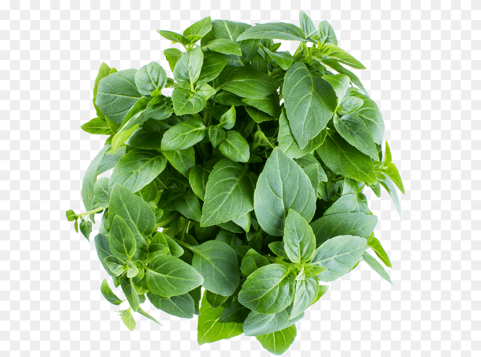 Infarm Greek Basil Houseplant, Herbal, Herbs, Leaf, Plant Free Png Download