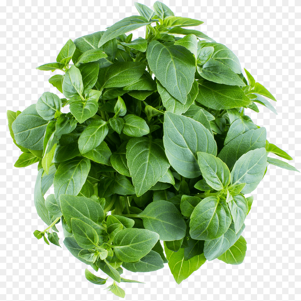 Infarm Houseplant, Herbal, Herbs, Leaf, Mint Free Transparent Png