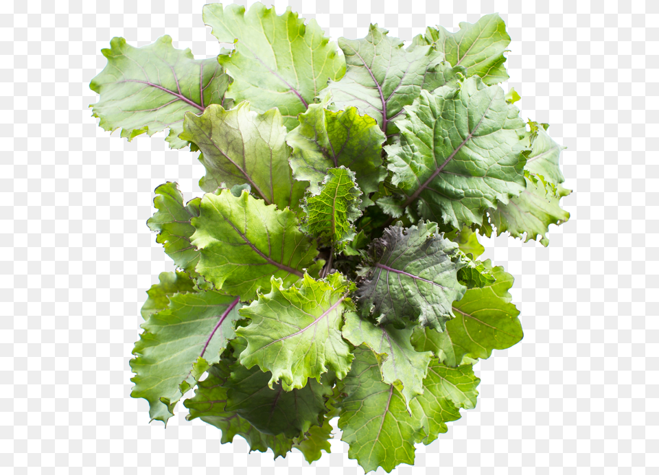 Infarm Scarlet Kale Spring Greens, Plant, Food, Produce, Leafy Green Vegetable Free Png Download