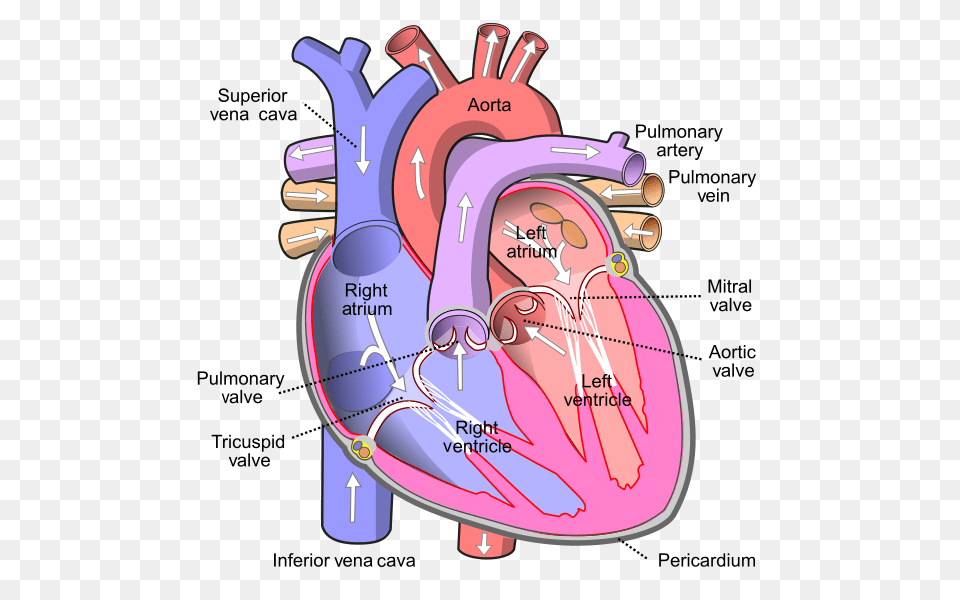 Inferior Vena Cava Parts Of The Heart, Dynamite, Weapon Png Image