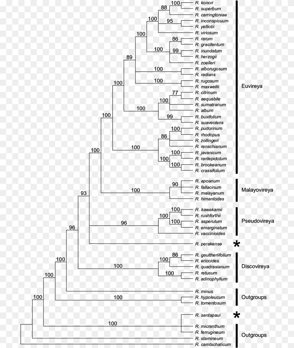 Inferred Phylogeny Of Rhododendron Sect Rhododendron Sect Schistanthe Free Png Download