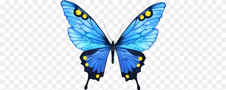 Infinity Clipart Butterfly Portable Network Graphics, Animal, Insect, Invertebrate Free Png Download
