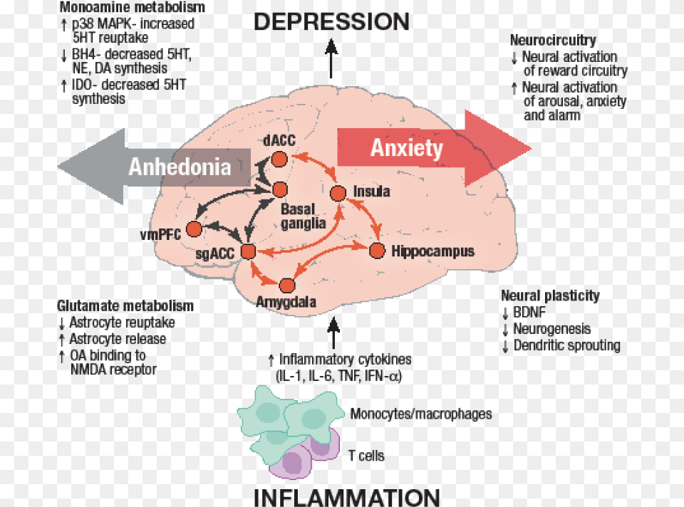 Inflammation Model Of Depression, Chart, Plot, Diagram, Map Free Png