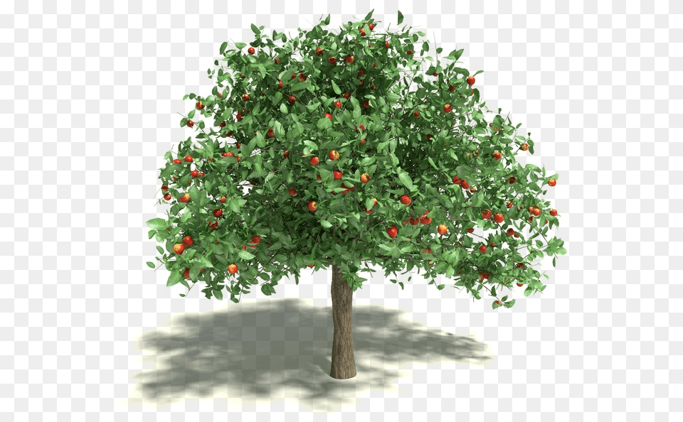 Info Transparent Apple Tree, Plant, Vegetation, Maple, Fruit Png Image