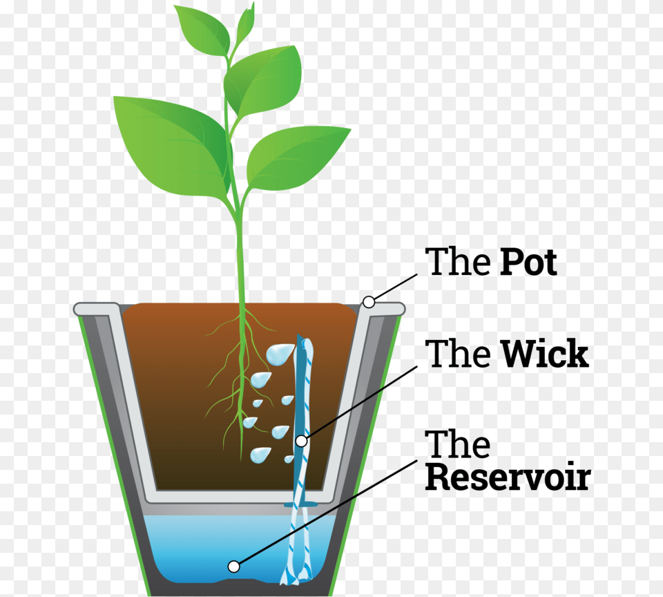 Infograph Waterwick Graphic Design, Herbal, Herbs, Jar, Leaf Png