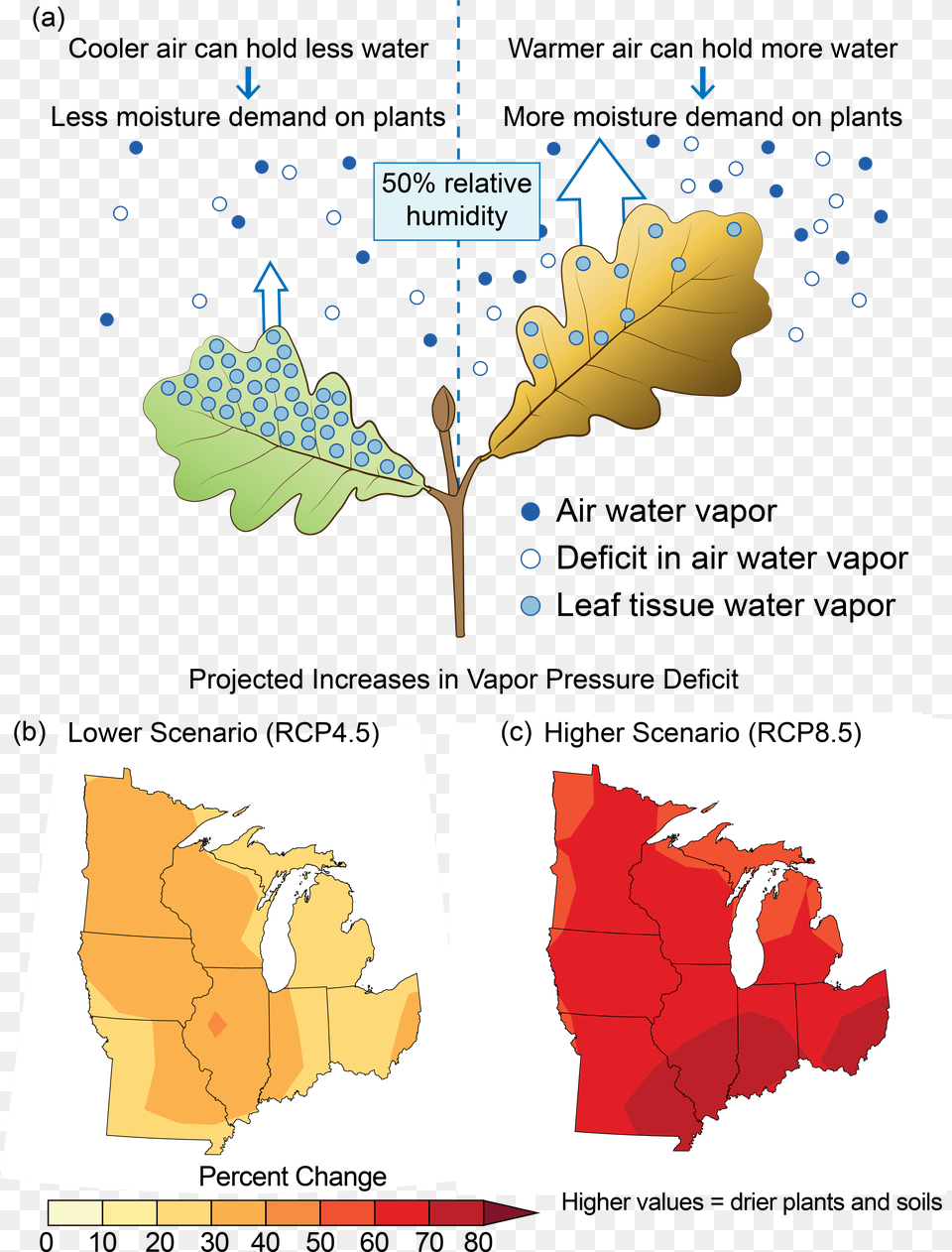 Infographic Displaying The Effects Of Projected Increases National Climate Assessment Midwest, Leaf, Plant, Tree, Food Png Image