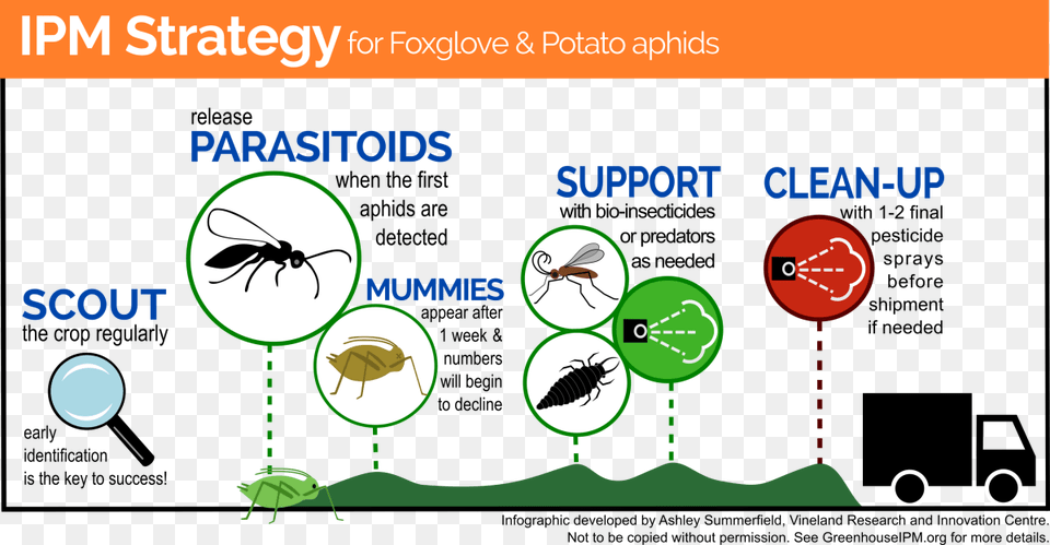Infographic On Ipm Strategy Against Foxglove Aphids Aphid, Animal, Insect, Invertebrate Free Transparent Png
