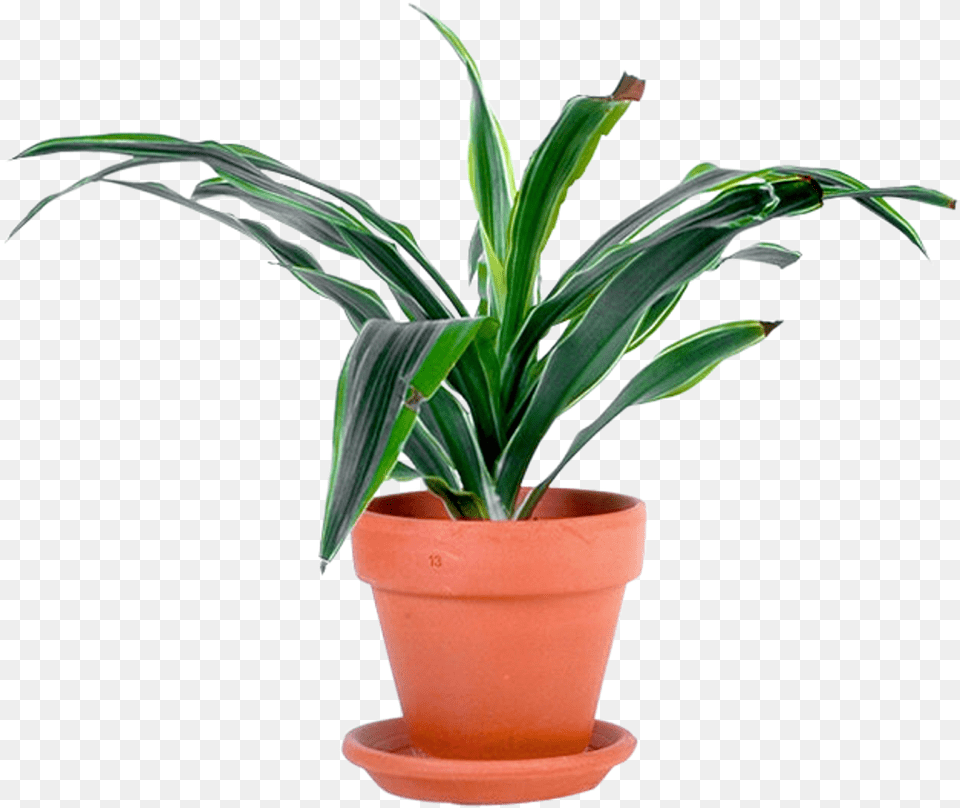 Information About Potted Plants, Plant, Potted Plant, Leaf Free Png Download