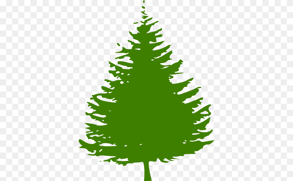 Information Design, Fir, Pine, Plant, Tree Png