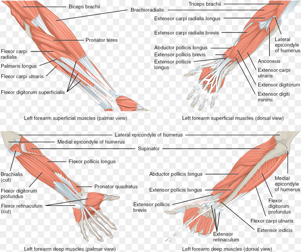 Information Hybrid Muscle Of Upper Limb, Cutlery, Fork, Animal, Bird Free Png