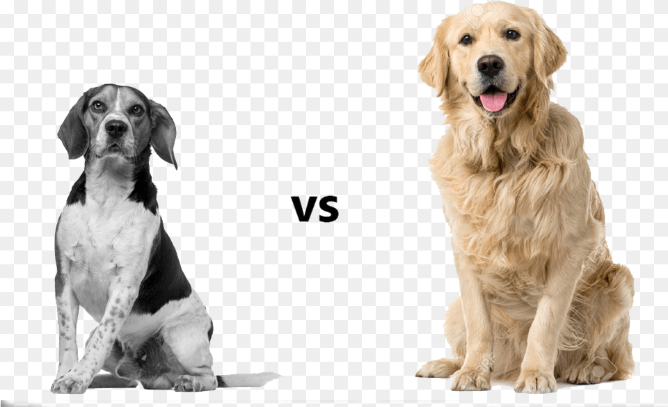Information Which Helps You Identify Which Dog Is The Pig Dog What39s The Difference, Animal, Canine, Mammal, Pet Png Image