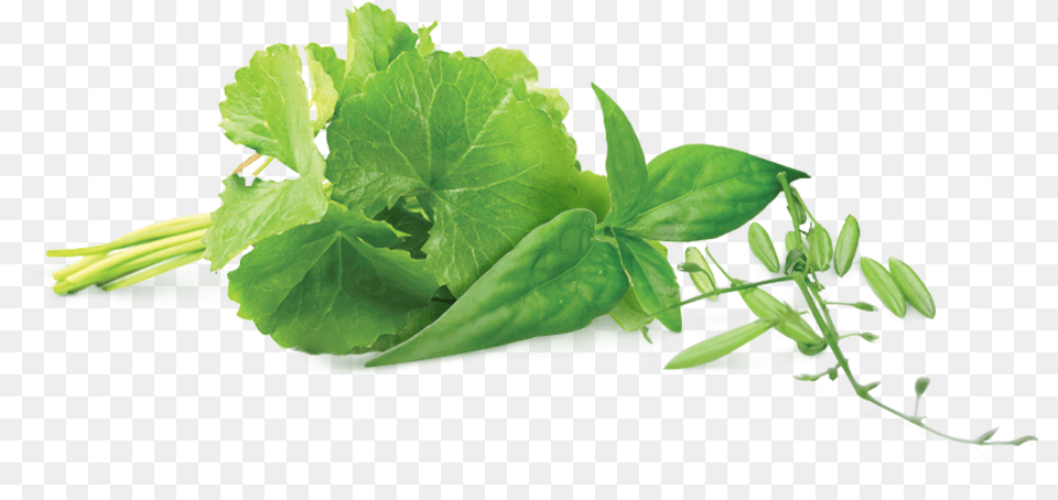 Ingredient Hempedu Bumi, Green, Herbal, Herbs, Leaf Png