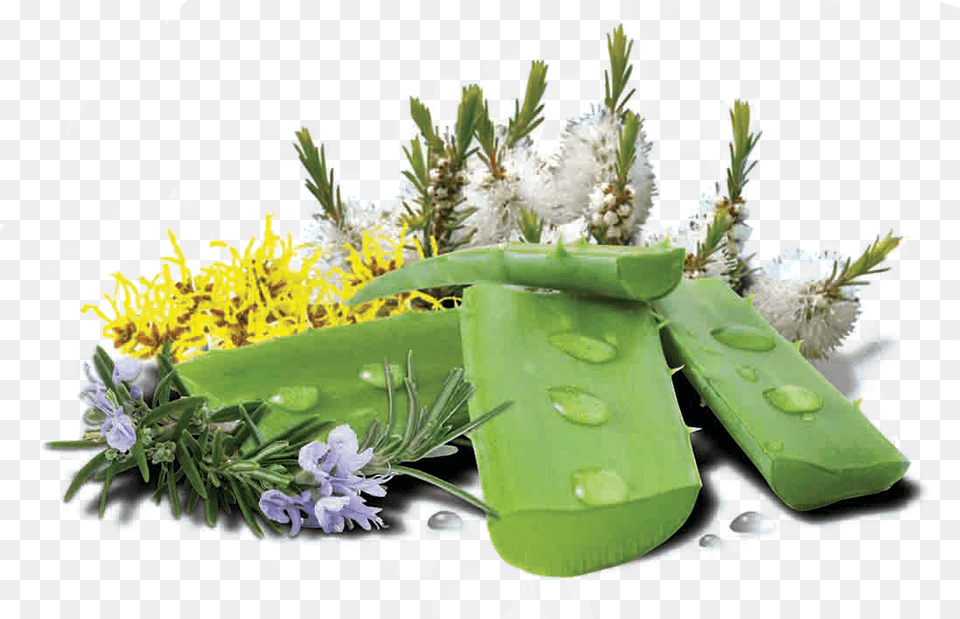 Ingredients, Herbal, Herbs, Plant, Flower Png