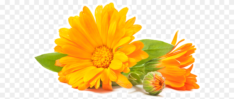 Ingredients Health Benefits Carmien, Daisy, Flower, Petal, Plant Free Transparent Png