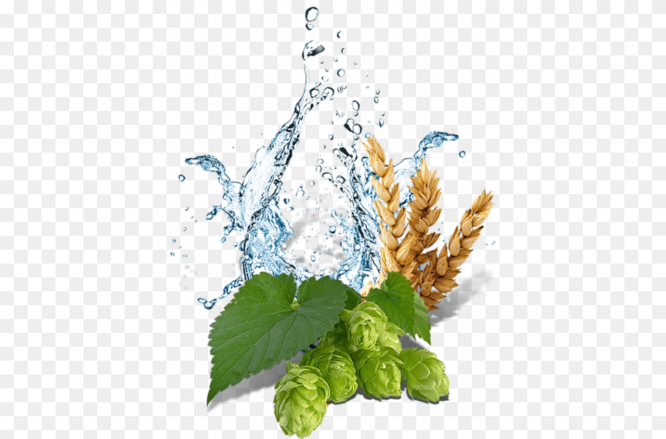 Ingredients Illustration, Herbs, Plant, Green, Herbal Free Transparent Png