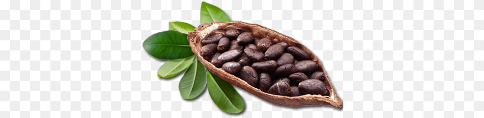 Ingredients U2014 Soularorganics Cocoa Beans On Tree, Food, Produce, Animal, Reptile Png