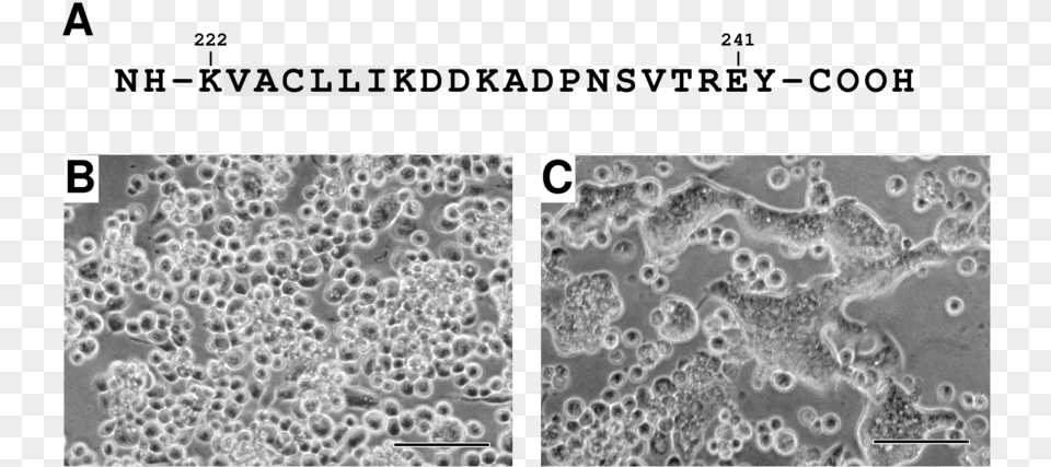 Inhibition Of Gp64 Efp Membrane Fusion Activity By, Foam Free Transparent Png