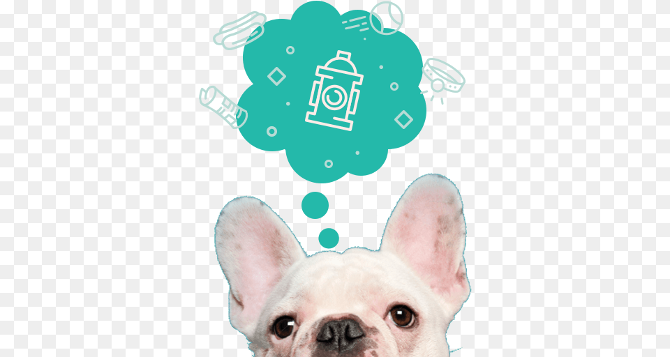 Initial Exams For New Clients Memphis, Animal, Bulldog, Canine, Dog Free Transparent Png