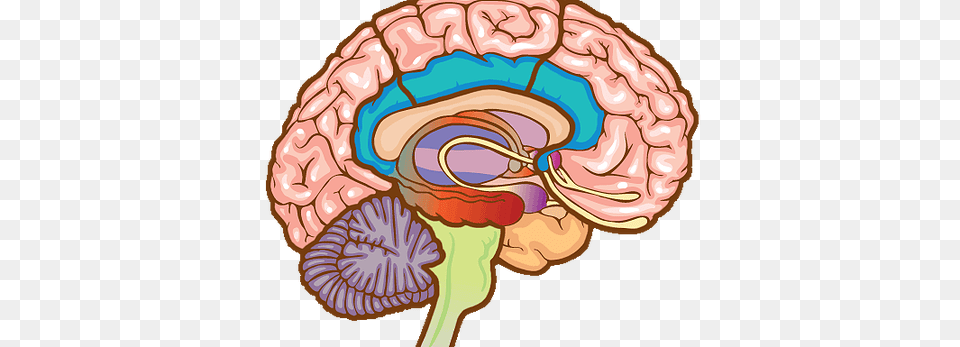 Injury Brain Clipart Explore Pictures Free Png Download
