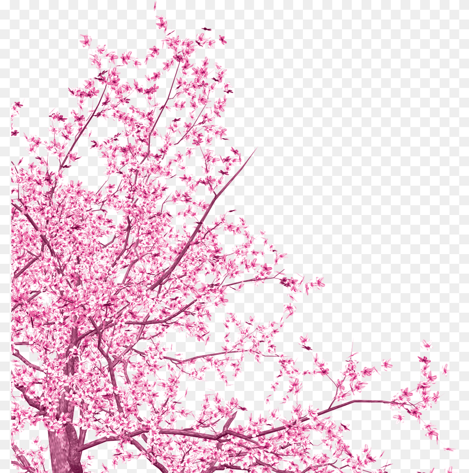 Ink Cherry Blossom Vector Cherry Blossom Branch, Cherry Blossom, Flower, Plant Free Png Download