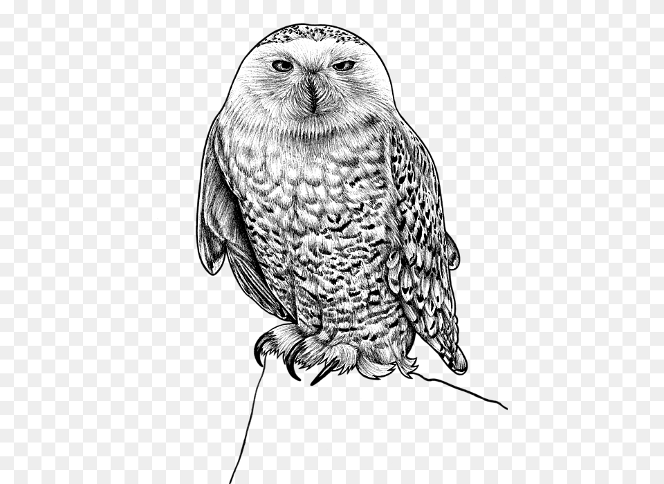 Ink Illustration Snowy Owl Ink, Art, Drawing, Animal, Bird Free Png Download