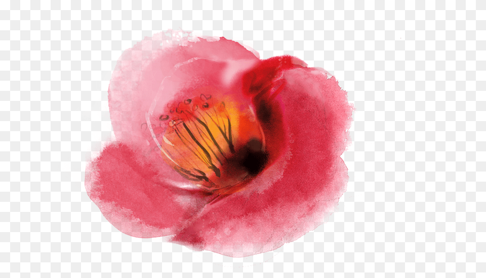 Ink Wash Painting, Anther, Flower, Petal, Plant Free Png