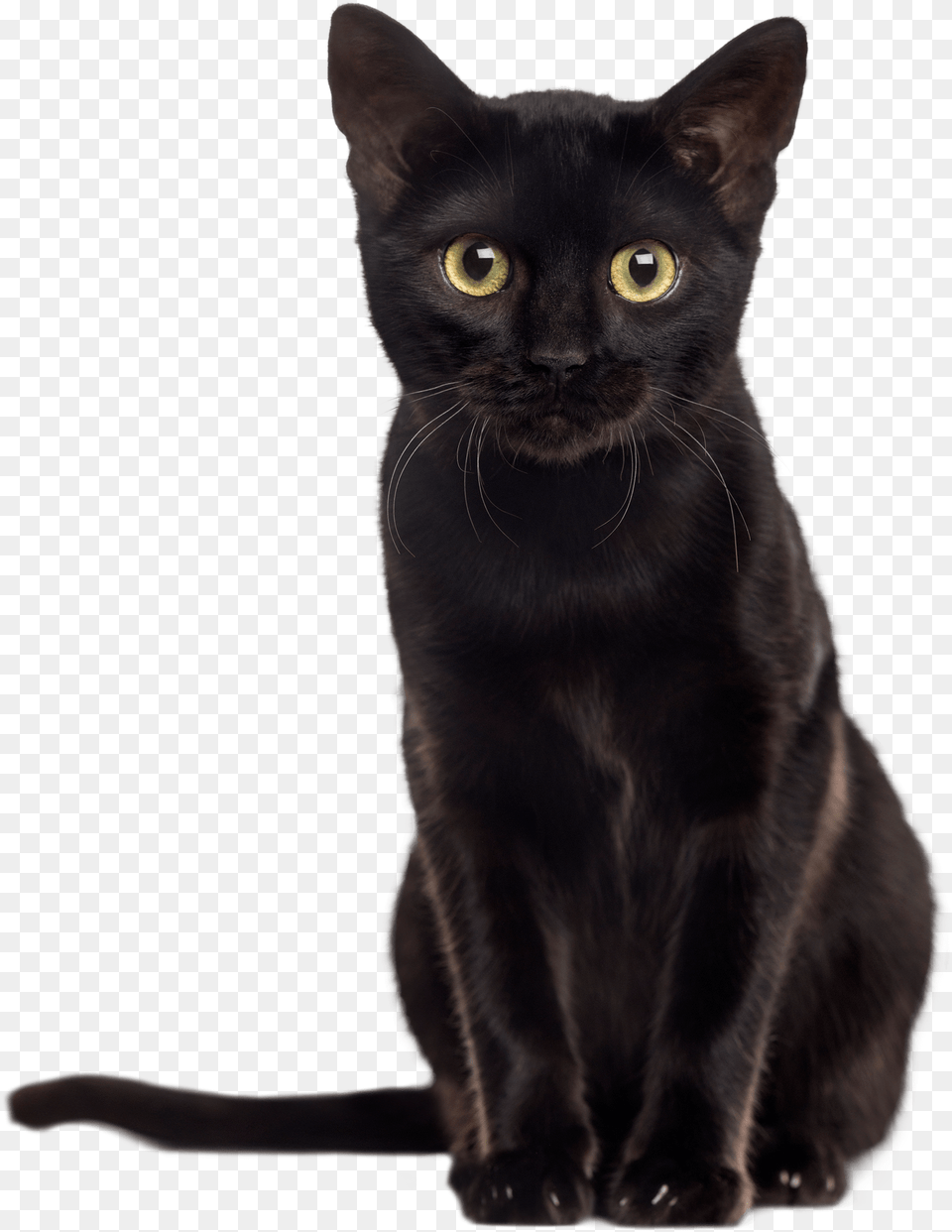 Inky Black Kitten Minky Print Black Cat, Animal, Mammal, Pet, Black Cat Png