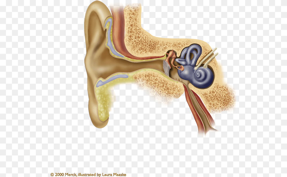 Inner Ear Anatomy Of The Ear, Body Part, Adult, Female, Person Free Png