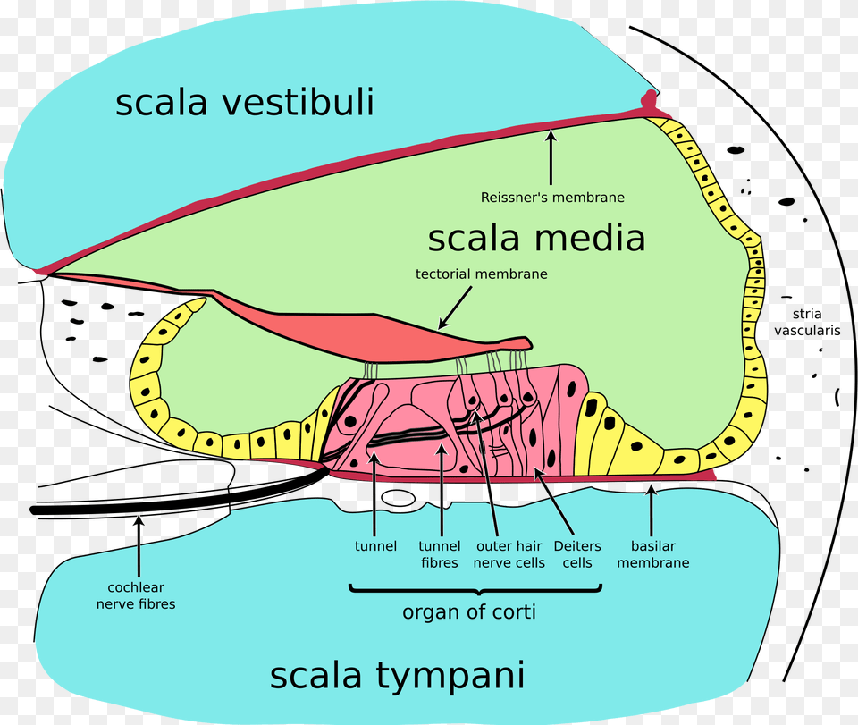 Inner Ear Organ Of Corti, Chart, Plot, Text, Diagram Free Transparent Png