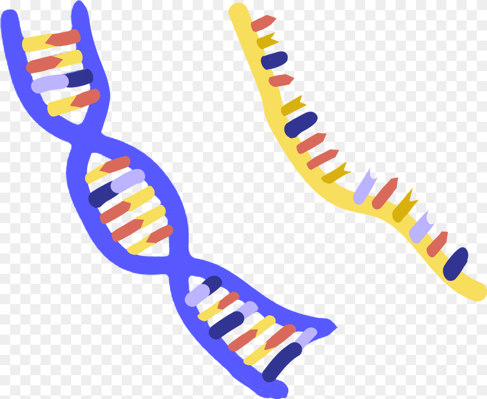 Innovative Genomics Institute Igi Nucleic Acid Clipart, Brush, Device, Tool, Baby Png