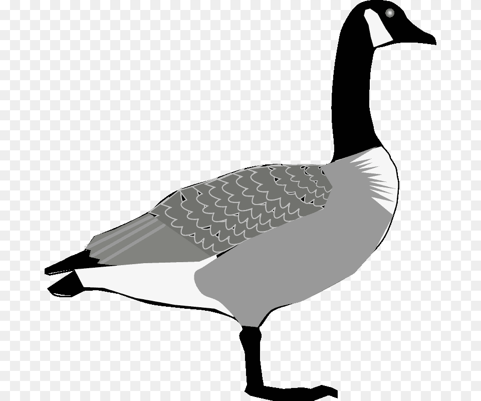 Input Canada Goose, Animal, Bird, Waterfowl, Person Free Transparent Png