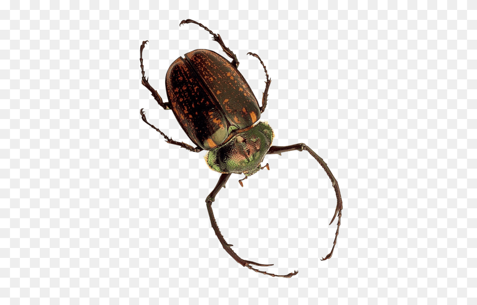 Insect, Animal, Invertebrate Free Transparent Png