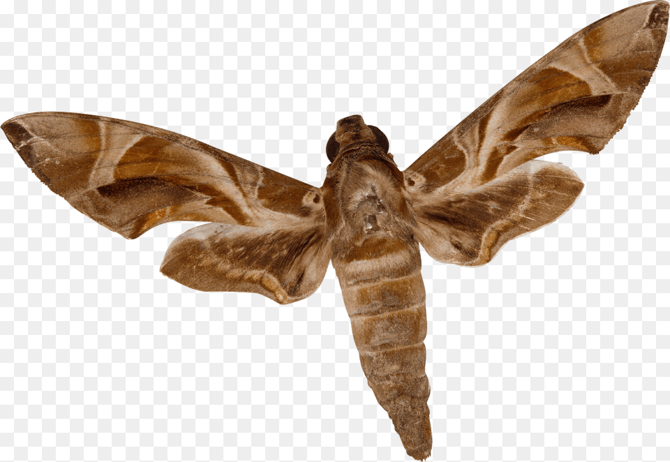 Insect, Animal, Butterfly, Invertebrate, Moth Png