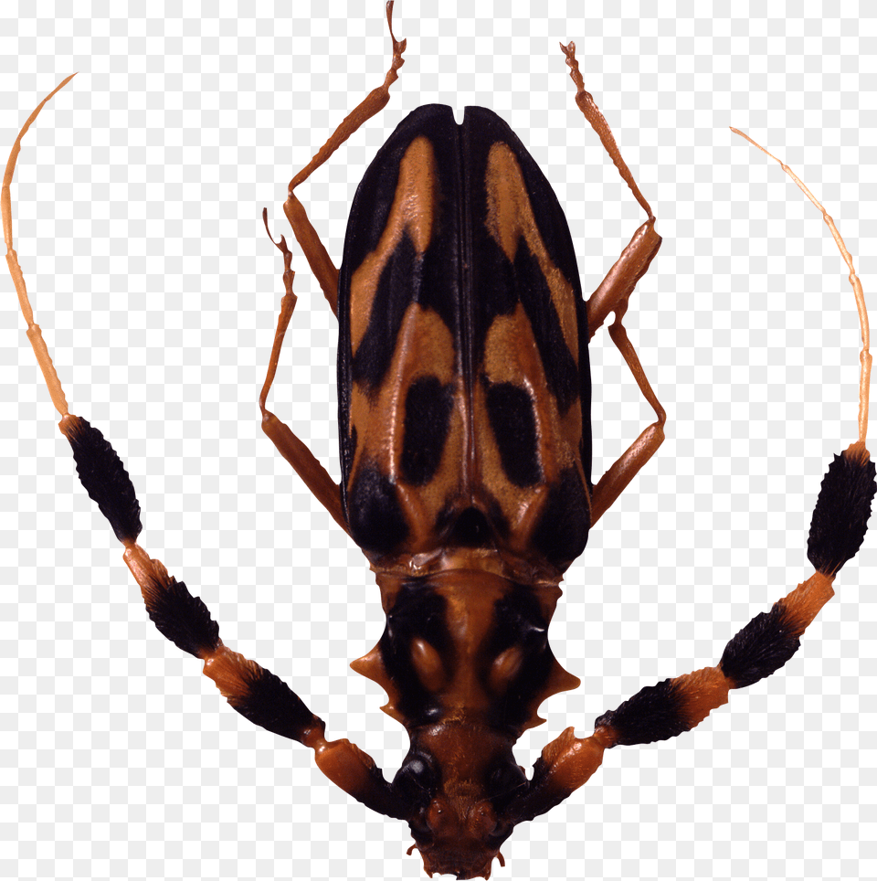 Insect, Animal, Bee, Invertebrate, Wasp Free Transparent Png