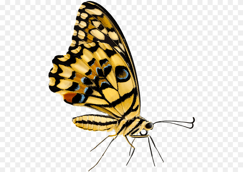 Insect, Animal, Invertebrate, Butterfly, Monarch Png Image