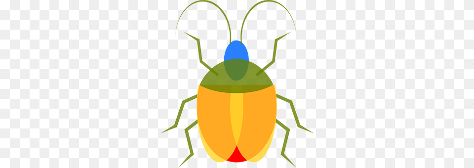Insect Animal, Firefly, Invertebrate, Spider Png Image
