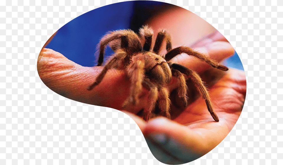 Insect, Animal, Invertebrate, Spider, Tarantula Png Image