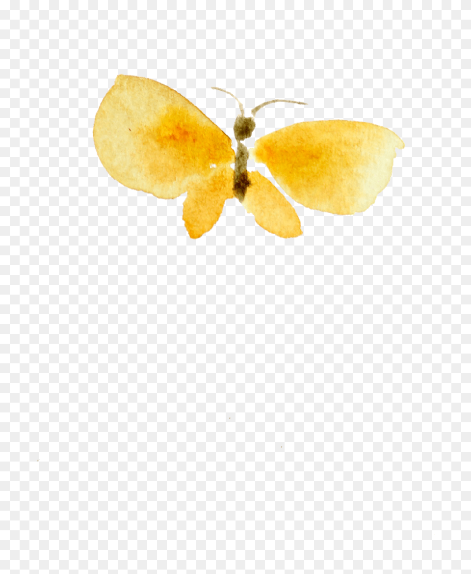 Insect, Flower, Petal, Plant, Animal Free Png